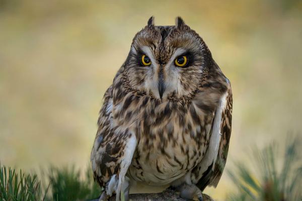 Short Eared Owl Resting (%!s(<nil>)) - 