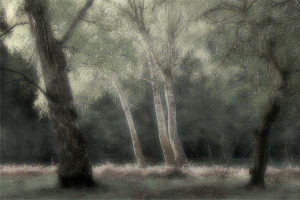 Spring Birches (%!s(<nil>)) - 