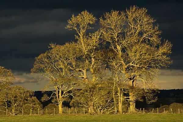 Storm Trees Print (%!s(<nil>)) - 