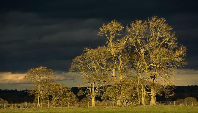 Storm Trees Print (%!s(<nil>)) - 