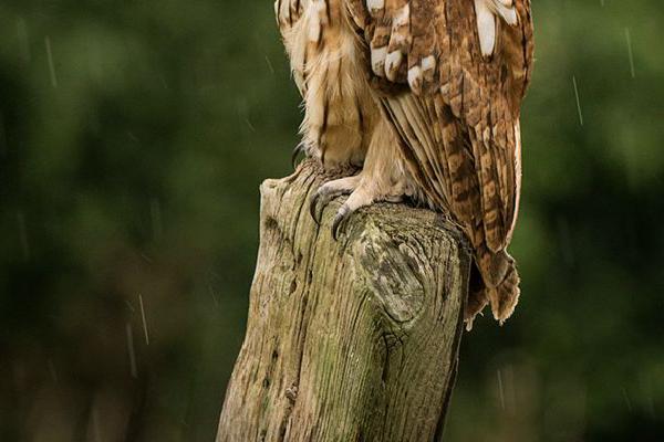 Tawny Owl in the rain (%!s(<nil>)) - 