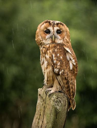 Tawny Owl in the rain (%!s(<nil>)) - 
