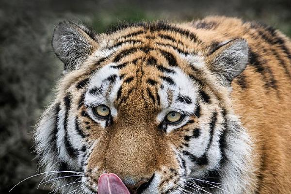 Tiger Close Encounter (%!s(<nil>)) - 