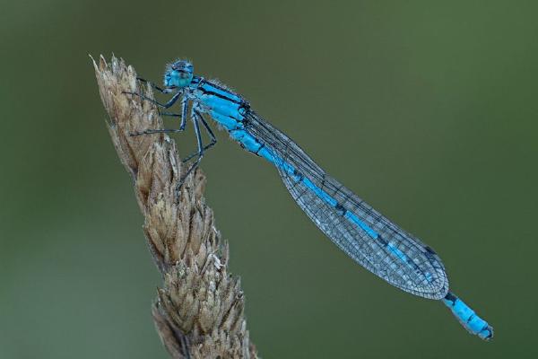 Warming Common Blue Damselfly (%!s(<nil>)) - 