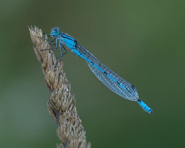 Warming Common Blue Damselfly (%!s(<nil>)) - 