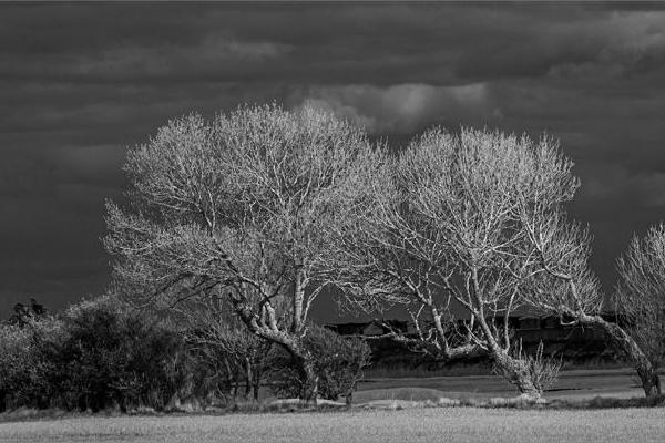 Wind Swept Trees (%!s(<nil>)) - 