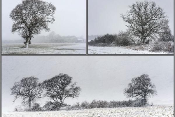Winter trees in the snow (%!s(<nil>)) - 