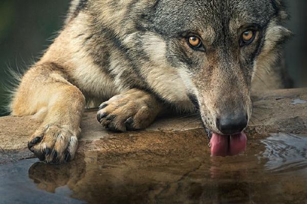 Wolf taking a drink (%!s(<nil>)) - 