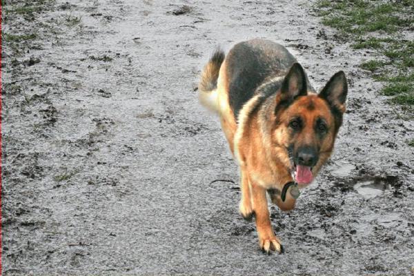Dog Walkers (%!s(<nil>)) - 
