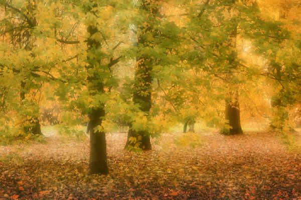 Autumn in the Park (%!s(<nil>)) - 
