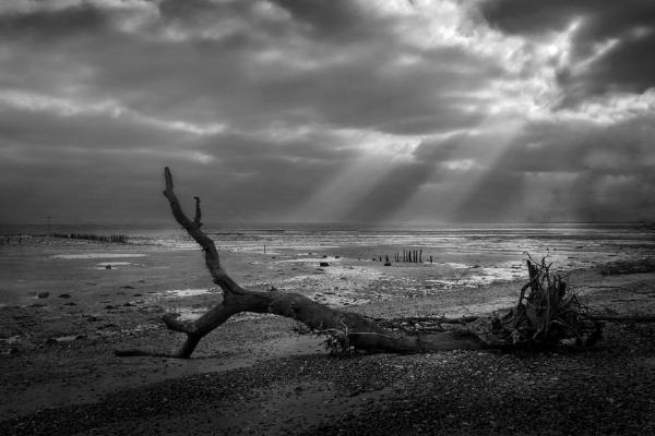 Fallen Tree Mersea Island - 2 (%!s(<nil>)) - 