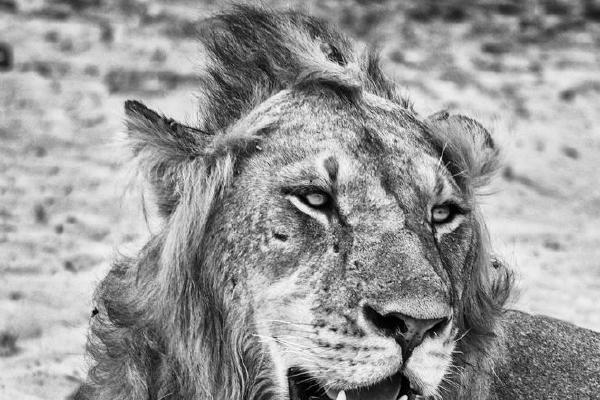 King of the Jungle (%!s(<nil>)) - 