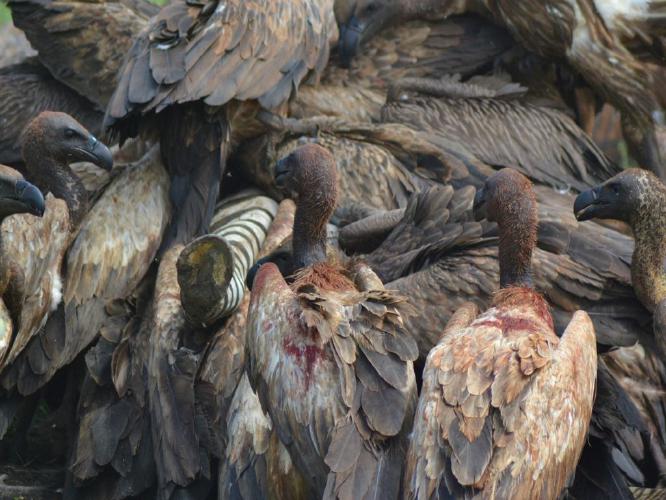 On the hoof (%!s(<nil>)) -