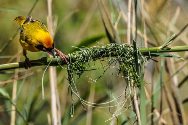 African Masked Weaver Building Nest (%!s(<nil>)) - 