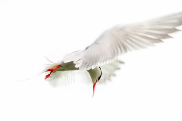 Arctic Tern (%!s(<nil>)) - 