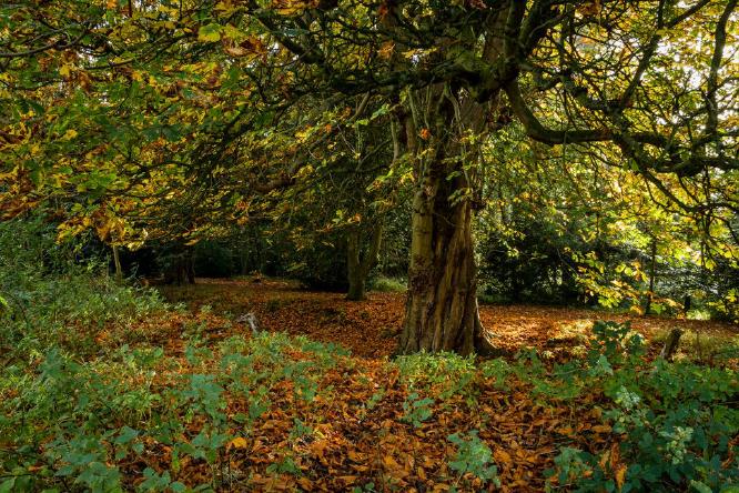 Autumn Colours (%!s(<nil>)) -