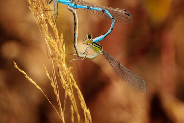 Blue Damselflies Mating (%!s(<nil>)) - 