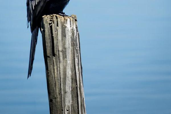 Crowned Cormorant Looking Grumpy (%!s(<nil>)) - 