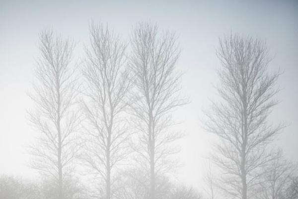 Early Morning Mist (%!s(<nil>)) - 