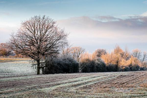 Frosty Morning.jpg (%!s(<nil>)) - 