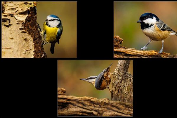 Garden Birds (%!s(<nil>)) - 