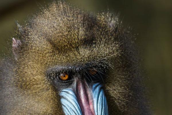 Mandrillus Sphinx (%!s(<nil>)) - 