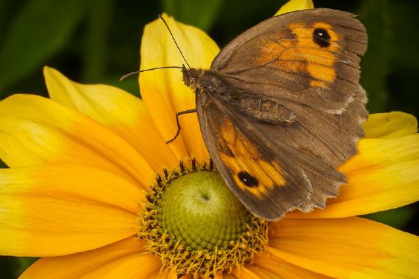 Meadow Brown (%!s(<nil>)) - 
