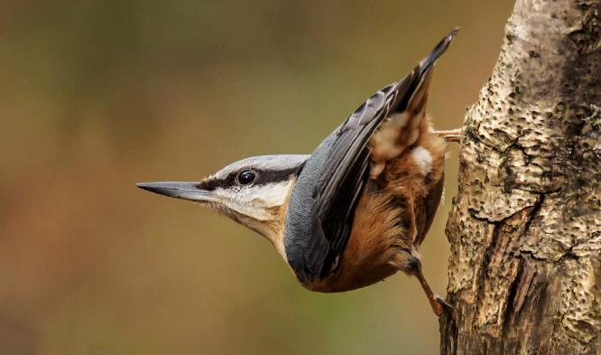 Nut hatch (%!s(<nil>)) -