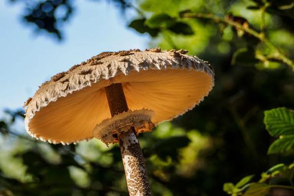 Parasol Mushroom (%!s(<nil>)) - 