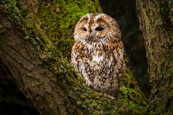 Tawny Owl (%!s(<nil>)) - 