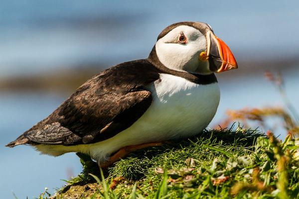 Treshnish Puffin (%!s(<nil>)) - 