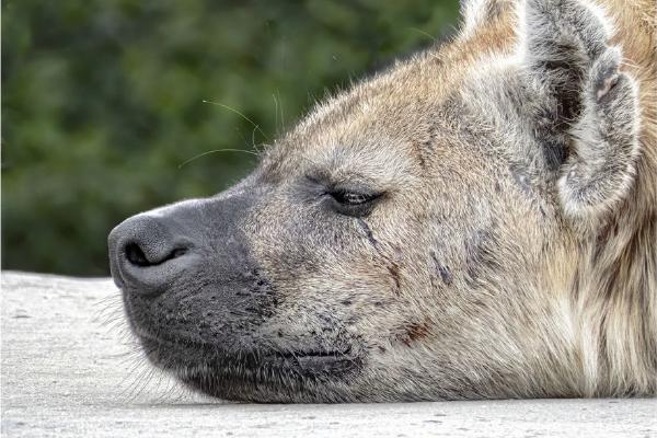 Dog tired (%!s(<nil>)) - 
