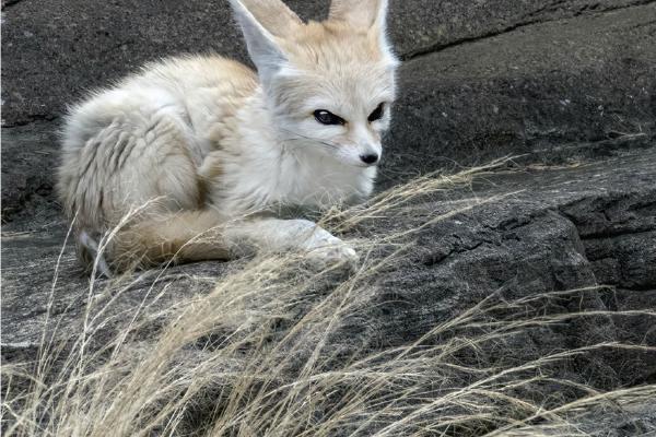 Fennec Fox - Colchester Zoo (%!s(<nil>)) - 