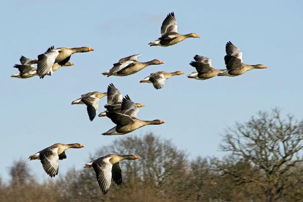 Skein of Greylag Geese (%!s(<nil>)) - 