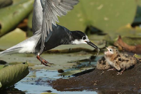 Black Tern feeding chick (%!s(<nil>)) - 