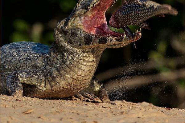Caiman Tossing a Fish (%!s(<nil>)) - 