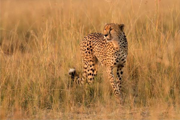 Cheetah in late afternoon sun (%!s(<nil>)) - 