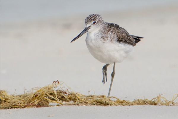 Common Greenshank on the Beach (%!s(<nil>)) - 