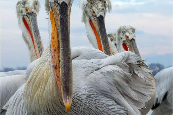 Dalmation Pelicans Looking for Bovver (%!s(<nil>)) - 