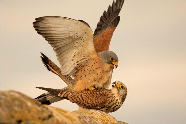 Derek Howes - Lesser Kestrels Mating (%!s(<nil>)) - 