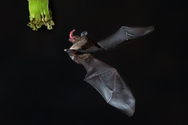Final Approach of Tiny Nectar  Eating Fruit Bat (%!s(<nil>)) - 