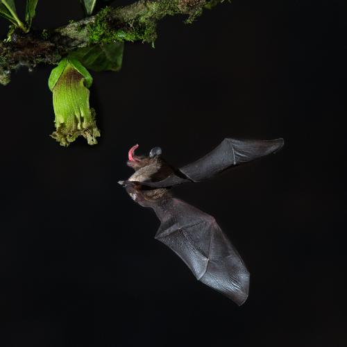 Final Approach of Tiny Nectar  Eating Fruit Bat (%!s(<nil>)) - 
