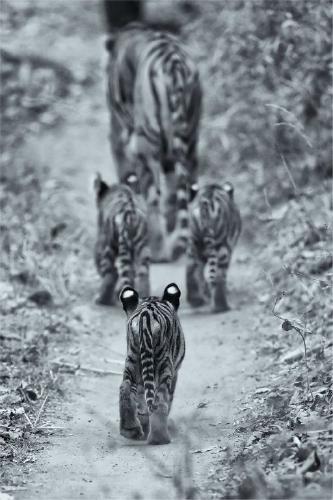 Follow the leader (%!s(<nil>)) - 