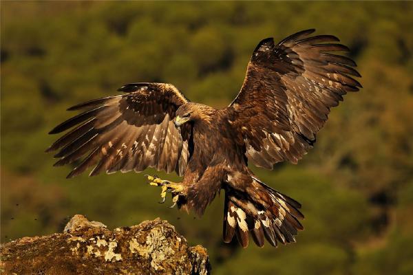 Golden Eagle collecting prey (%!s(<nil>)) - 