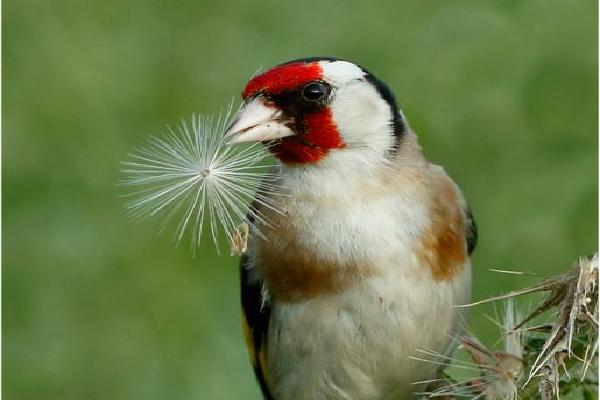 Goldfinch with seed head (%!s(<nil>)) - 