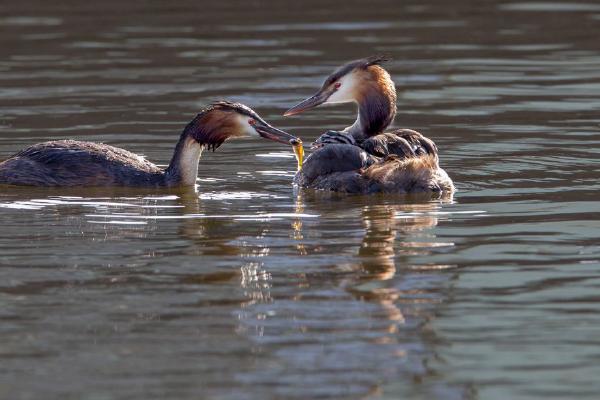 Great Crested Grebes feeding young (%!s(<nil>)) - 