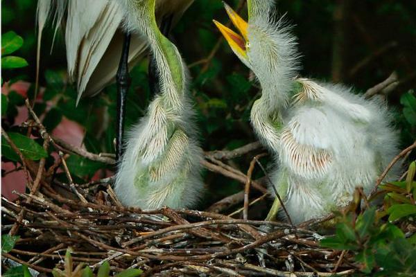 Great Egret family feeding (%!s(<nil>)) - 