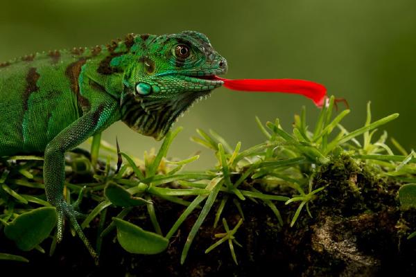 Green Lizard eating flower petal (%!s(<nil>)) - 