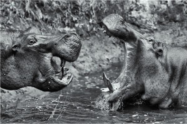 Hippos Confrontation (%!s(<nil>)) - 