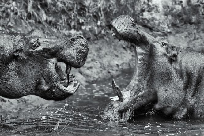 Hippos Confrontation (%!s(<nil>)) - 